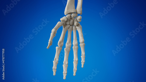 3d rendered illustration of the hand bones photo