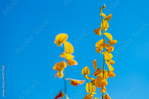 Selective focus of yellow sunn hemp flower with blue sky as backdrop, Crotalaria juncea known as Indian hemp or Madras hemp is a tropical Asian plant of the legume family, Nature floral background. photo