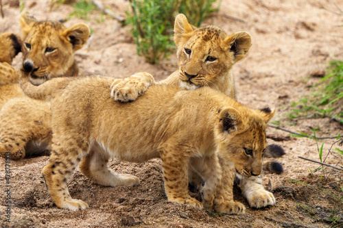 Lion (Panthera leo) cubs playing. Mpumalanga. South Africa.