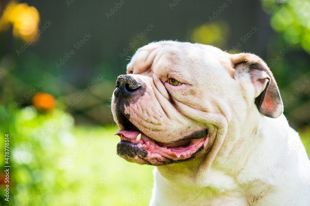 Profile portrait of strong looking White American Bulldog outdoors