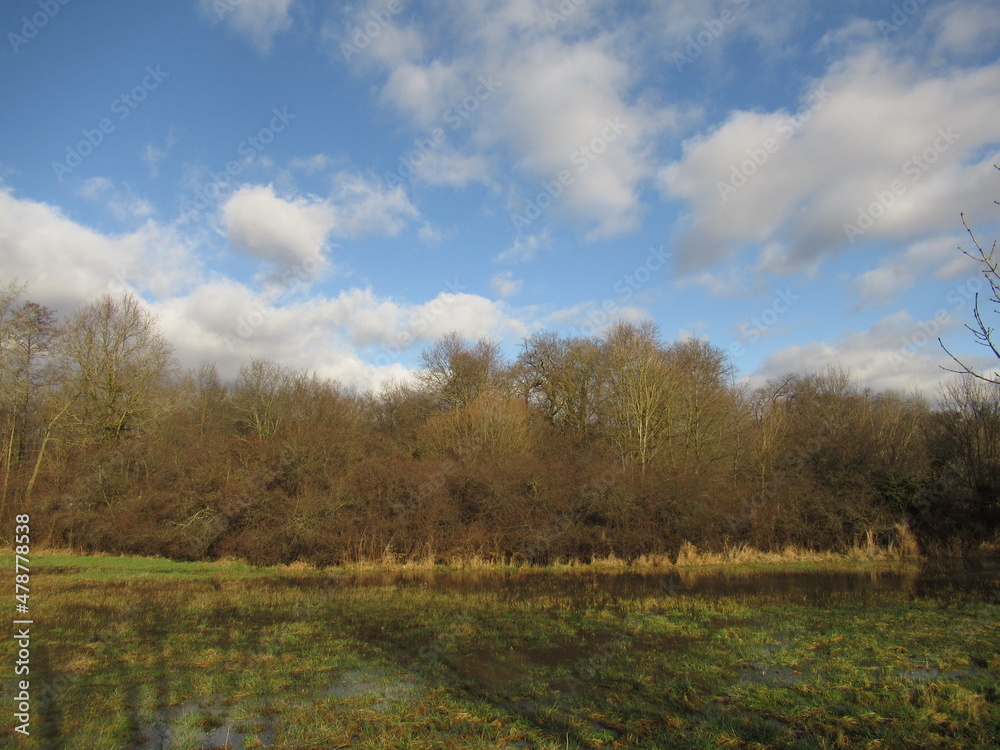 Bäume an einer Wiese am Wasser