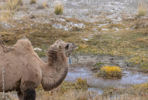 A two-humped camel that grazes against the background of a salt marsh in the mountain steppe. Altai, Russia