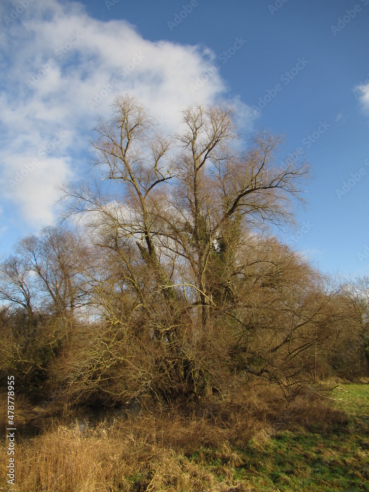 Fototapeta premium Baum an einem Bach an einem Feld im Winter