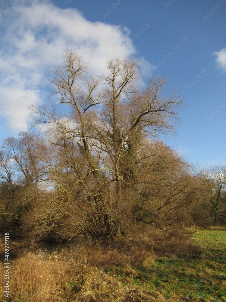 Fototapeta premium Baum an einem Bach an einem Feld im Winter