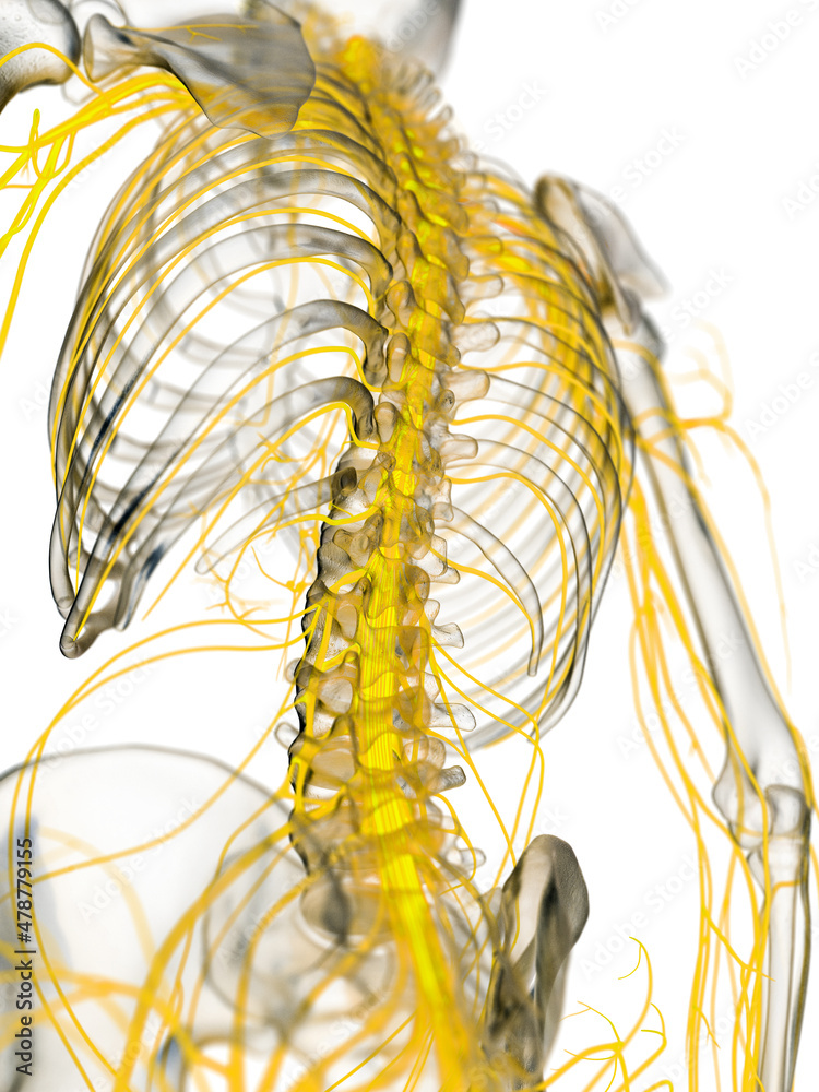 3d Rendered Medically Accurate Illustration Of The Spinal Cord Stock Illustration Adobe Stock 3767