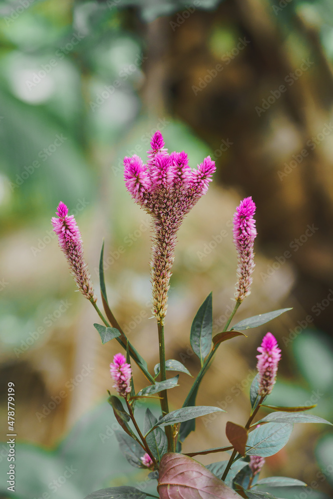 Beautiful pink cockscomb flowers. Pink flowers. Beautiful pink cockscomb flowers. Pink flowers.