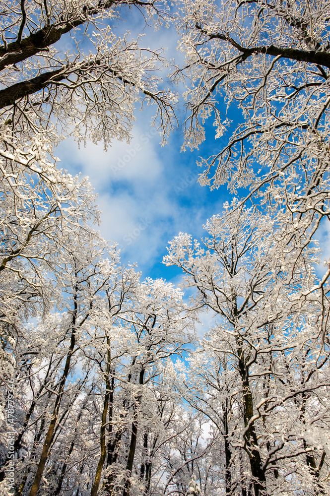 Forest under snow cover, sun and shadows, blue sky. Forest under snow cover, sun and shadows, blue sky.