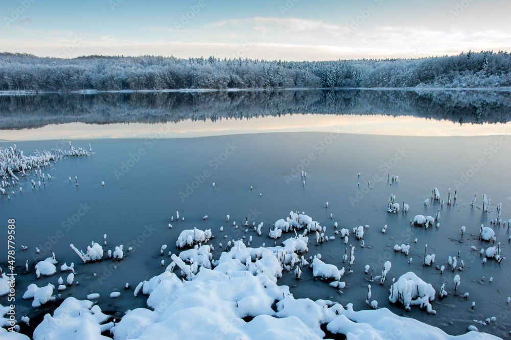 Winter forest near the lake. Sunny and snowy day.