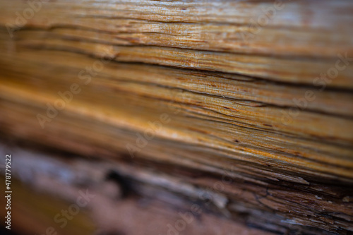 Fresh wood log texture background. Grey alder, speckled alder, Alnus incana