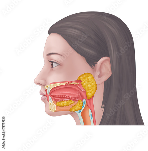 Human Mouth and Salivary Gland System photo