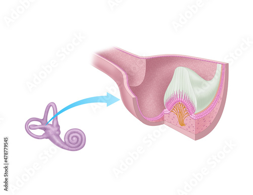 inner ear vestibular system, equilibrium, cross-section of ampulla photo