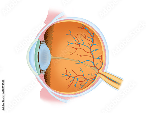 Components of human eye anatomy