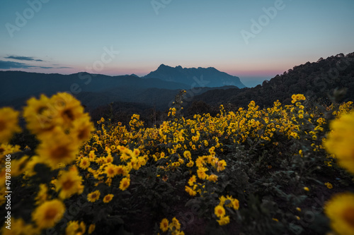 Mountain view and yellow flowers in the evening