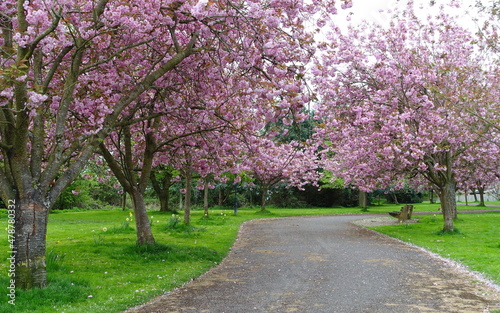 Scenic Landscape View in Spring of a Cherry Tree Blossom Lined Winding Path through a Beautiful Park Garden 