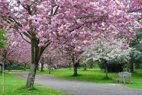 blooming cherry trees Fototapet