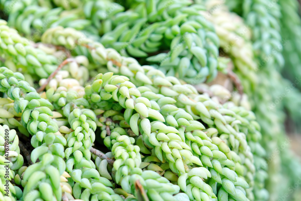 amazing tropical plant in botanic garden ib Estonia close up