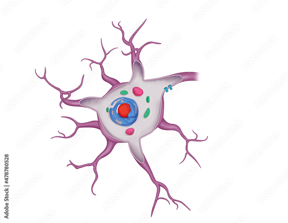 Fototapeta premium human nerve cell