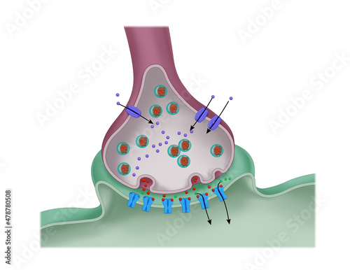 illustration of the scientific function of a synapse or neuronal connection with a nerve cell
 photo