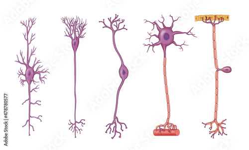 Illustration of basic neuron cell anatomy photo