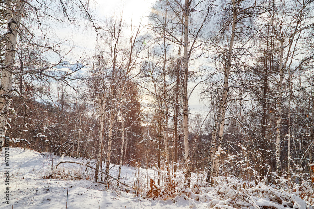 Winter landscape with snow covered trees in cold forest Winter landscape with snow covered trees in cold forest