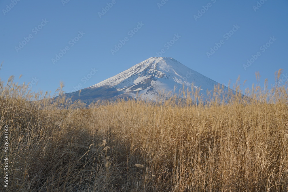 ススキの向こうに富士山を望む