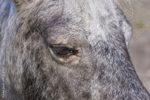 dark grey horse close-up. Estonia, Lagedi stable closeup picture © valeri