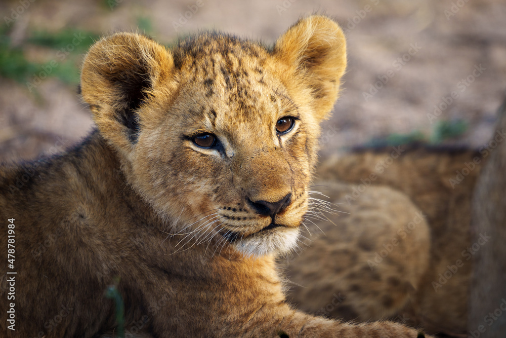 Lion (Panthera leo) cub. Mpumalanga. South Africa. Lion (Panthera leo) cub. Mpumalanga. South Africa.