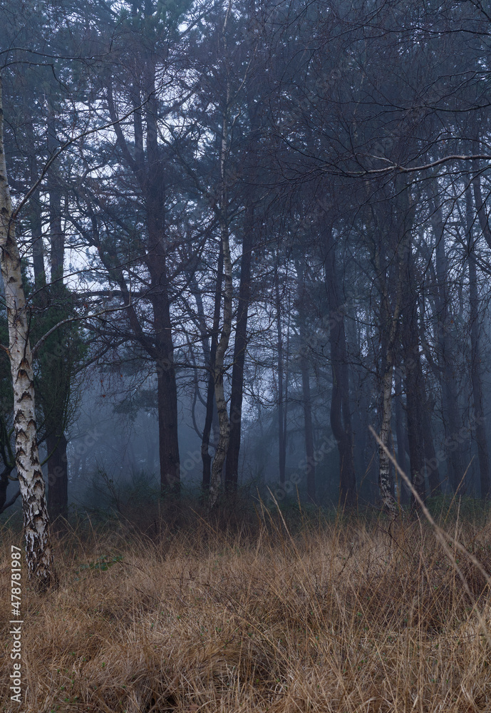 Kampen auf Sylt, Wald im Nebel. Kampen auf Sylt, Wald im Nebel.
