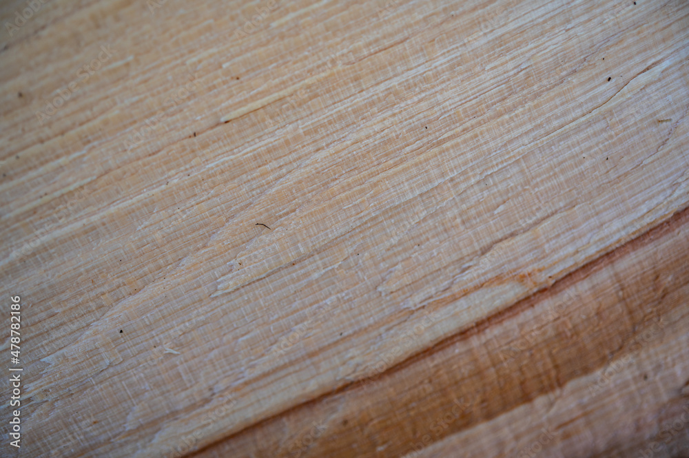 Fresh wood log texture background. European beech, Fagus sylvatica. Fresh wood log texture background. European beech, Fagus sylvatica.