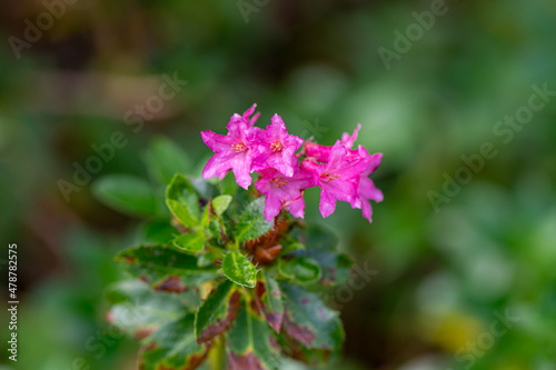 Rhododendron hirsutum flower growing in mountains  macro
