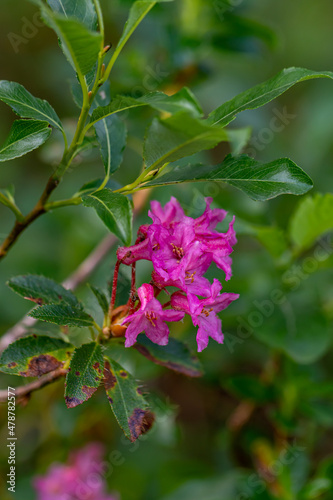 Wallpaper Mural Rhododendron hirsutum flower in mountains Torontodigital.ca