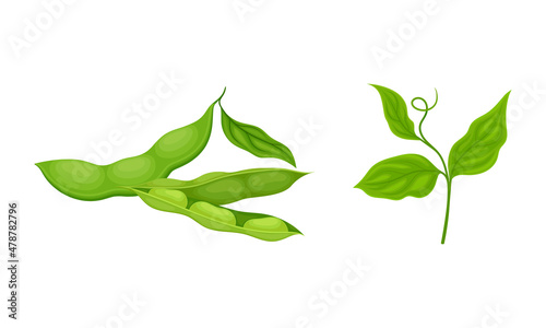 Soy Grain Legume or Pulse Crop with Green Pod and Beans Vector Set