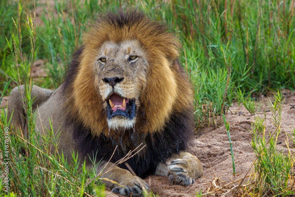 Black maned lion (Panthera leo). Mpumalanga. South Africa. Black maned lion (Panthera leo). Mpumalanga. South Africa.