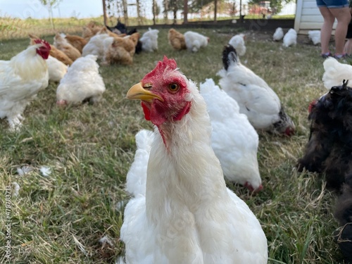 chicken up close