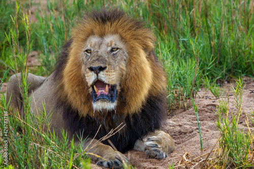 Fototapeta Naklejka Na Ścianę i Meble -  Black maned lion (Panthera leo). Mpumalanga. South Africa.