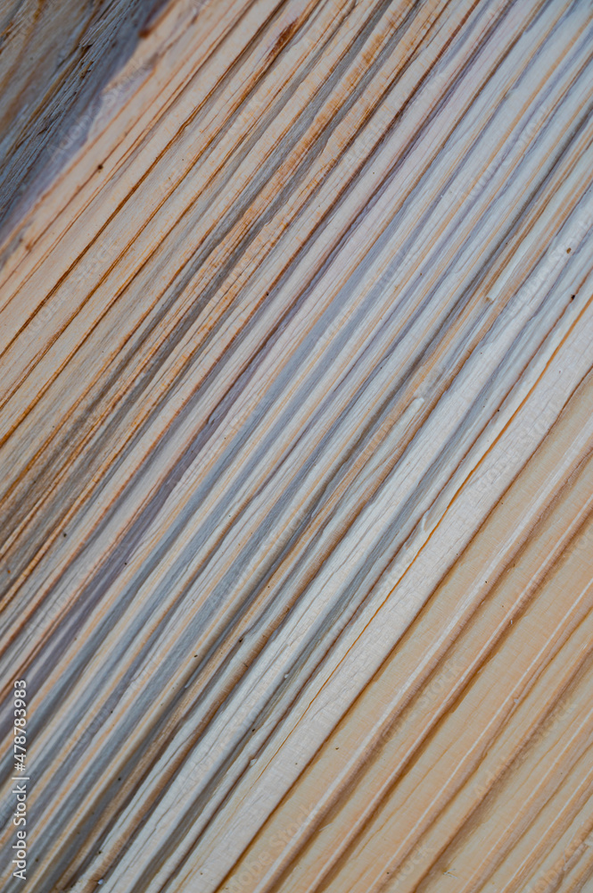 Fresh wood log texture background. European silver fir, Abies alba. Fresh wood log texture background. European silver fir, Abies alba.