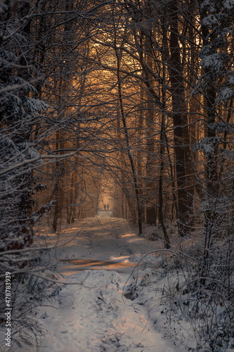 Zimowy spacer po lesie.