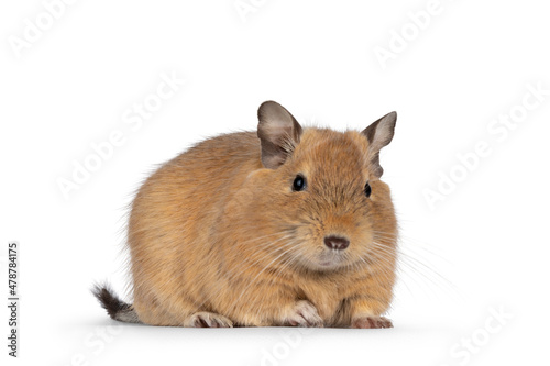 Sweet adult sand Degu rodent, standing facing front. Looking towards camera. Isolated on a white background.