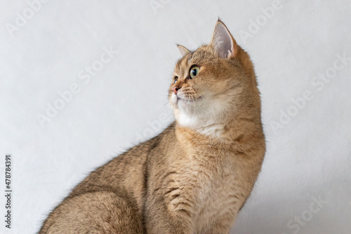 Green - eyed British Shorthair Golden Chinchilla NY25 photo