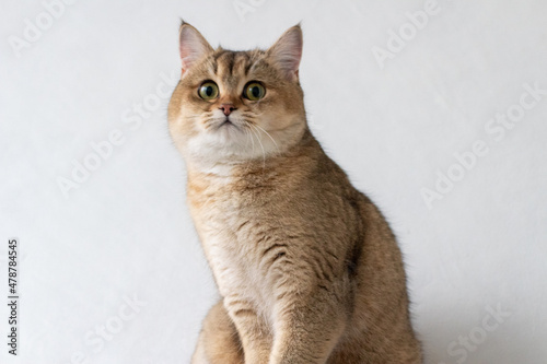 Green - eyed British Shorthair Golden Chinchilla NY25 photo