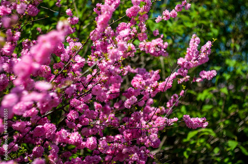 Branches of a pink blooming cherry tree in spring