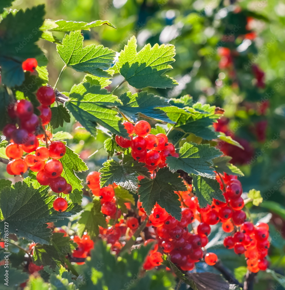 Berries of red currant on branches with leaves in the background light in summer Berries of red currant on branches with leaves in the background light in summer
