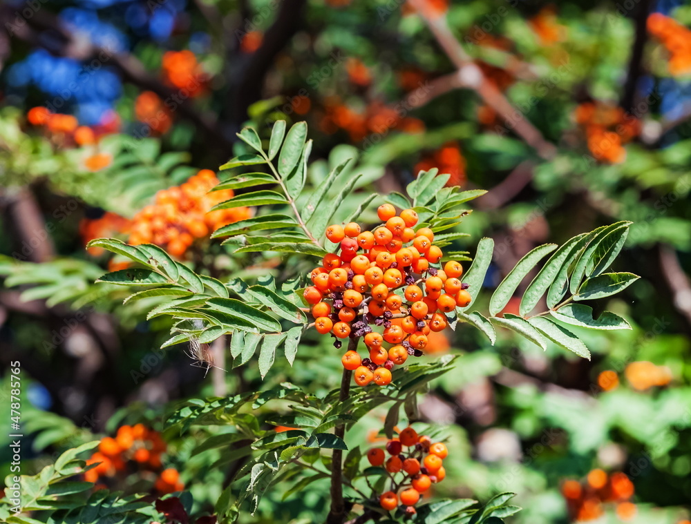 The fruits of the rowan tree on the branches and leaves close-up on the background of greenery in summer