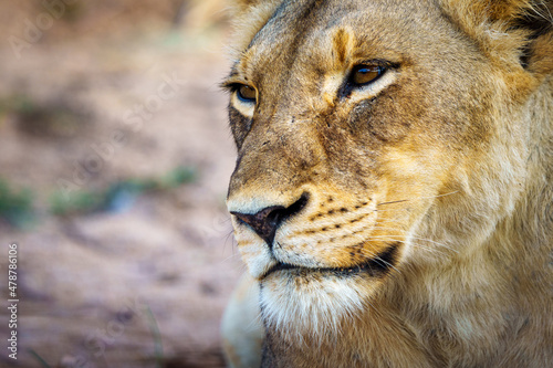 Fototapeta Naklejka Na Ścianę i Meble -  Lion (Panthera leo) showing whisker spots that may be used to identify the animal. Mpumalanga. South Africa.