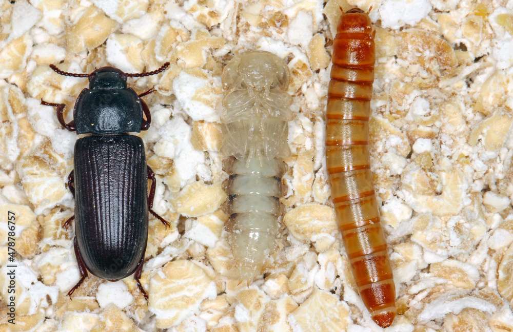 larva pupa and beetle of mealworm beetle Tenebrio molitor a