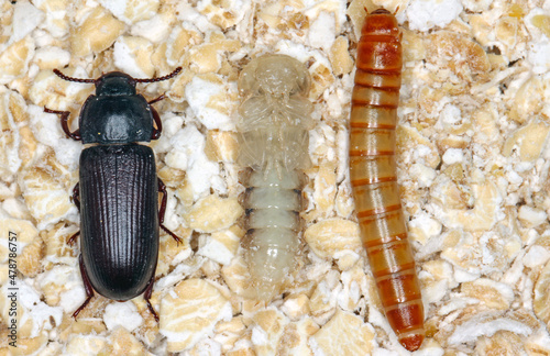 larva pupa and beetle of mealworm beetle Tenebrio molitor, a species of darkling beetle pest of grain and grain products as well as home products. Edible insects. photo