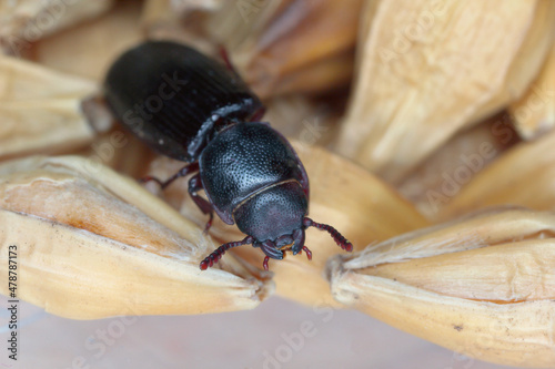 Fotografia The cadelle beetle Tenebroides mauritanicus beetle from the family Trogossitidae on grain