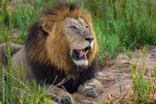 Black maned lion  Panthera leo . Mpumalanga. South Africa.