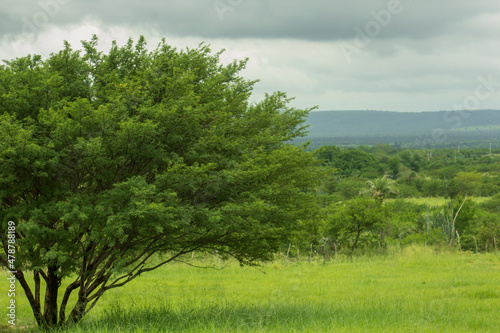 campo