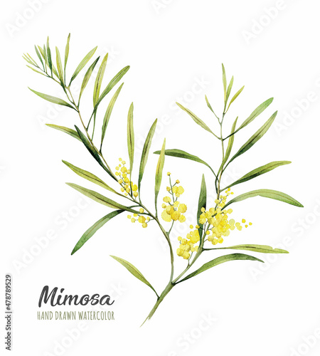 Watercolor illustration of mimosa. Hand drawn isolated close up tree floral. Botanical flowers element for your design